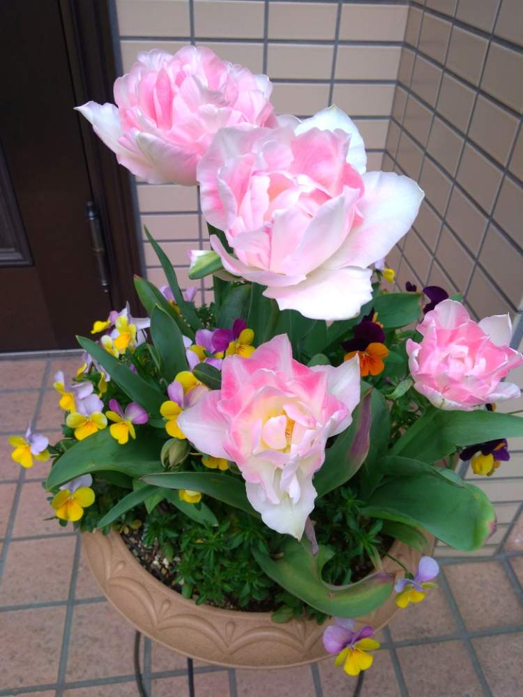 チューリップ アンジェリケの投稿画像 By ミキさん チューリップと春のお花と鉢植えのお花とピンクの花と鉢植えと咲いた 19月4月29日 Greensnap グリーンスナップ