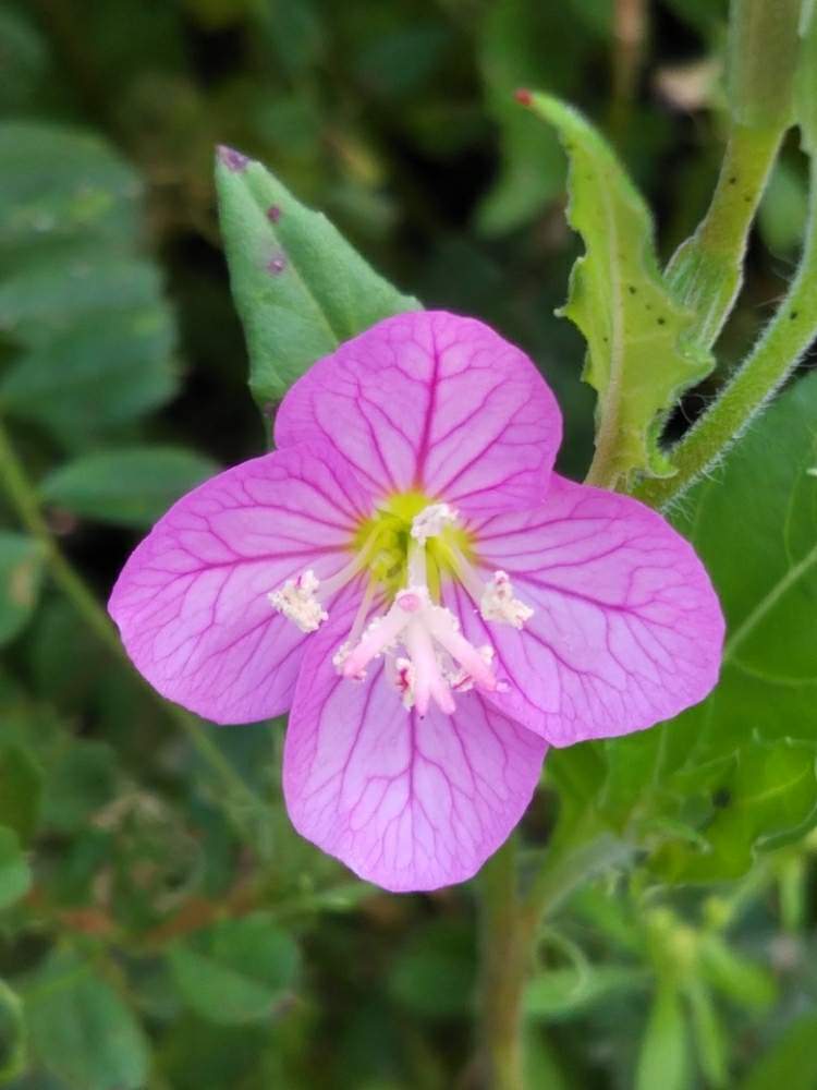 アカバナユウゲショウの投稿画像 By T Buchiさん ユウゲショウと雑草と雑草図鑑と雑草の花 19月4月29日 Greensnap グリーンスナップ