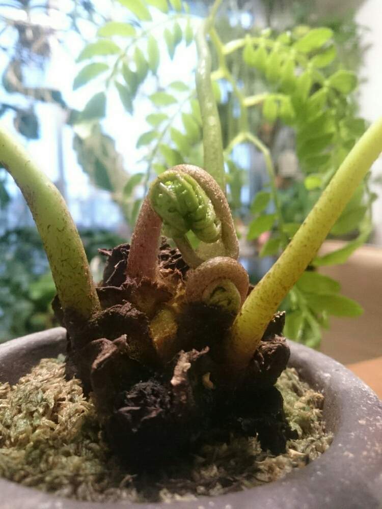 リュウビンタイ 特大 送料無料 超特大！！ リュウビンタイの通販 by