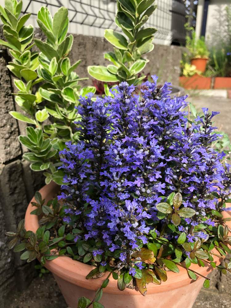 玄関の投稿画像 By Misakiさん 寄せ植えと大好きと青い花とアジュガ チョコレートチップ と花のある暮らしと青い花マニアとかわいいな と寄せ植えと大好きと青い花とアジュガ チョコレートチップと花のある暮らしと青い花マニアとかわいいな 19月4月29日