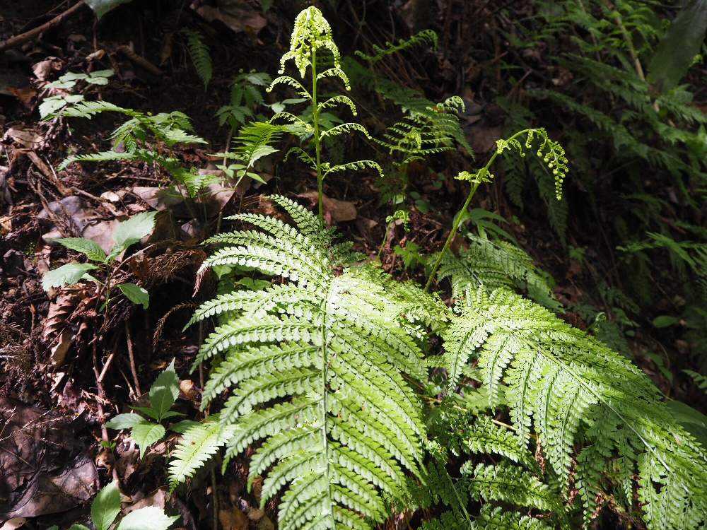 高尾山2019.4.28(3)シダ植物｜🍀GreenSnap（グリーンスナップ）