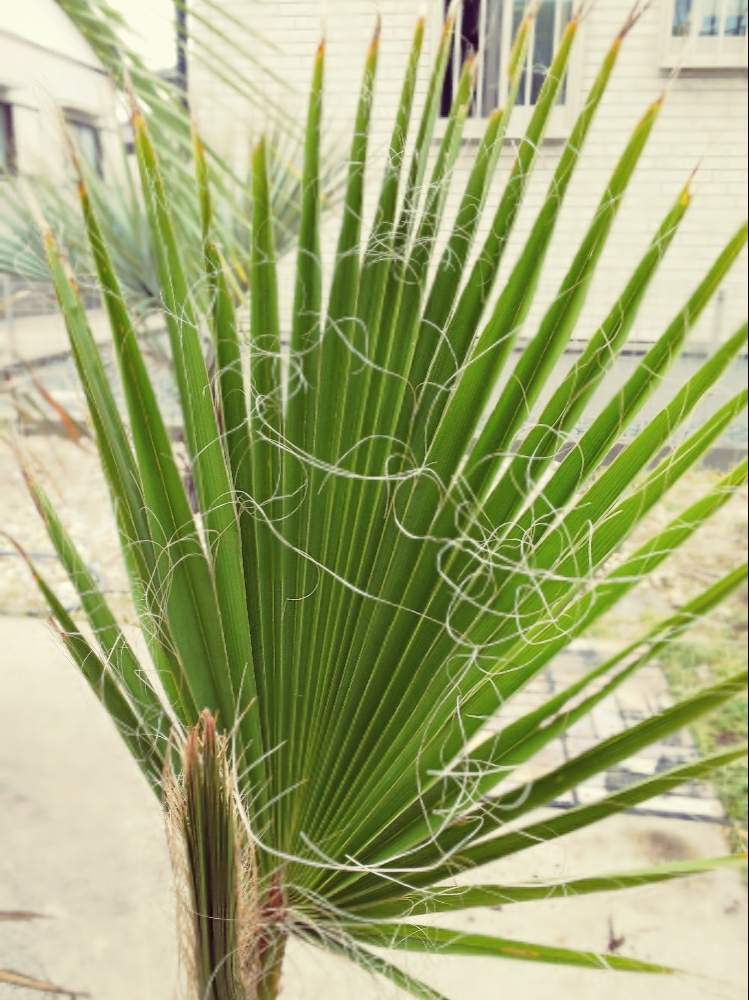 ヤシの木の投稿画像 By なおぞさん ワシントンヤシと観葉植物とカッコいいと南国とはっぱとトロピカルとガーデニングとヤシと男前とグリーン 19月4月29日 Greensnap グリーンスナップ