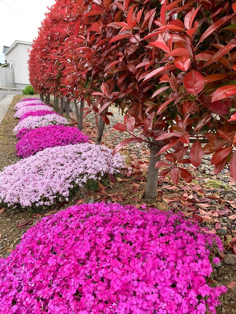 シバザクラの投稿画像 By Nanaさん レッドロビンと広い庭と春の庭と花盛りと春の庭と花盛り 19月4月29日 Greensnap グリーンスナップ Greensnap グリーンスナップ