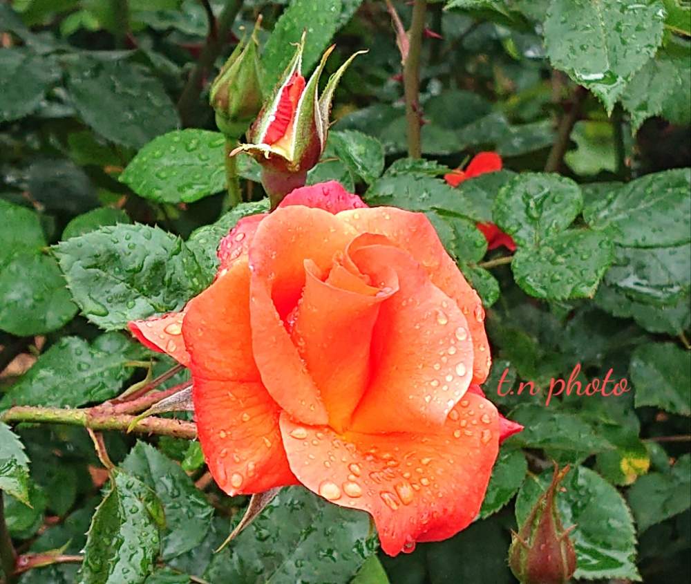 バラの投稿画像 By おりーぶさん オレンジ色の花と図書館の庭とgsミニモニ と花のある暮らしと福岡県とgs植物うちなーぐち会とプリンセスミチコとお出かけ先とオレンジ色の花と図書館の庭とgsミニモニ と花のある暮らしと福岡県とgs植物うちなーぐち会 19月4月29日