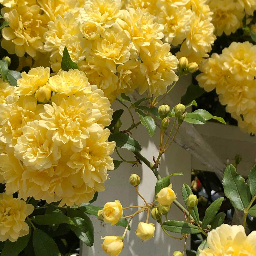 モッコウバラの投稿画像 By Kikuchixさん 黄色い花とつるバラとつぼみとご近所とお出かけ先と黄色い花とつるバラとつぼみとご近所 19月4月29日 Greensnap グリーンスナップ Greensnap グリーンスナップ