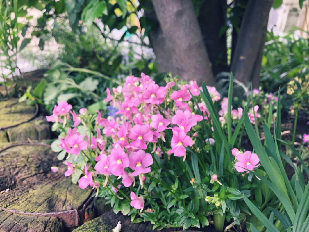 ネメシアの投稿画像 By Quattro Gattiさん 春に咲く花と東京と花壇とガーデニング初心者と北向き花壇と花のある暮らし 19月4月29日 Greensnap グリーンスナップ