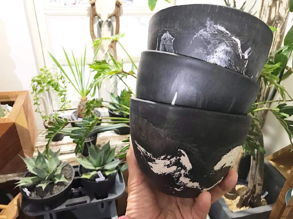 黒プラ鉢の投稿画像 By Clutch Furniture クラッチファニチャーさん 植物と暮らすと観葉植物と植物のある暮らしと男前植物とボタニカルライフとグリーンのある暮らしと塊根とプラ鉢とコーデックス と植え替えと緑のある暮らしと塊根植物と植木鉢と神戸市西区と神戸と 黒プラ鉢の投稿画像 By Clutch Furniture クラッチファニチャーさん 植物と暮らすと観葉植物と植物のある暮らしと男前植物とボタニカルライフとグリーンのある暮らしと塊根とプラ鉢とコーデックス と植え替えと緑のある暮らしと塊根植物と植木鉢と神戸市西区と神戸と