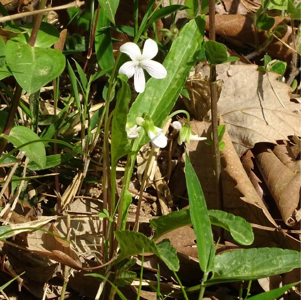 アリアケスミレの投稿画像 By なるさん スミレ図鑑と里山散策と森林公園となるが見つけたスミレとスミレno 19 19月4月29日 Greensnap グリーンスナップ
