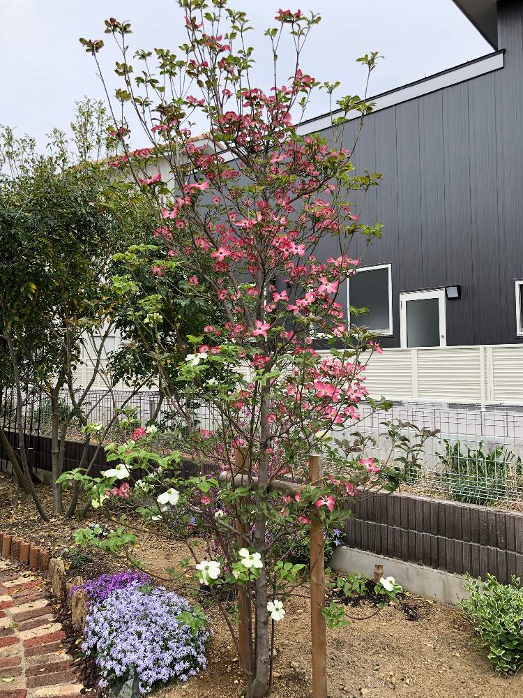 ハナミズキの投稿画像 By Mightyさん My Gardenとピンク色とマイガーデンと相談と ハナミズキと花のある暮らし 19月4月29日 Greensnap グリーンスナップ