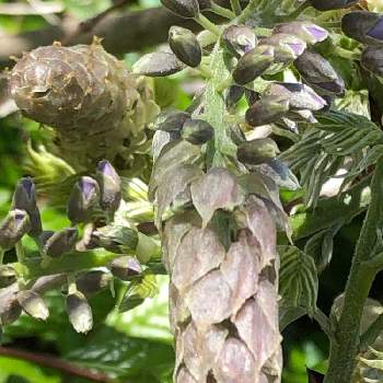 山藤の花のつぼみの投稿画像一覧 Greensnap グリーンスナップ 山藤の花のつぼみの投稿画像一覧 Greensnap グリーンスナップ