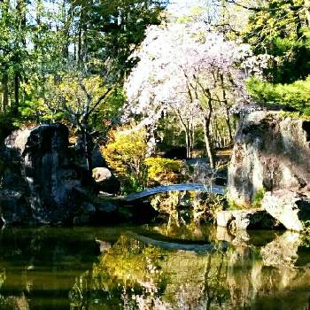 春だ♡の画像 by ❀ mimo ❀さん | お出かけ先としだれ桜とネコのいる暮らしと池の水面とピンクの花と春だ♡と『2019桜』フォトコンテストとおさんぽとグリーングリーン♪と犬のいる暮らしと逆さ桜♡と花のある暮らしと青空の下