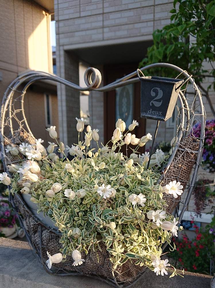 花壇の投稿画像 By ヒロリンパさん シレネユニフローラ と我が家の花壇と成長記録と花のある暮らしと咲いた といとおしい植物の表情フォトコン19 19月4月30日 Greensnap グリーンスナップ