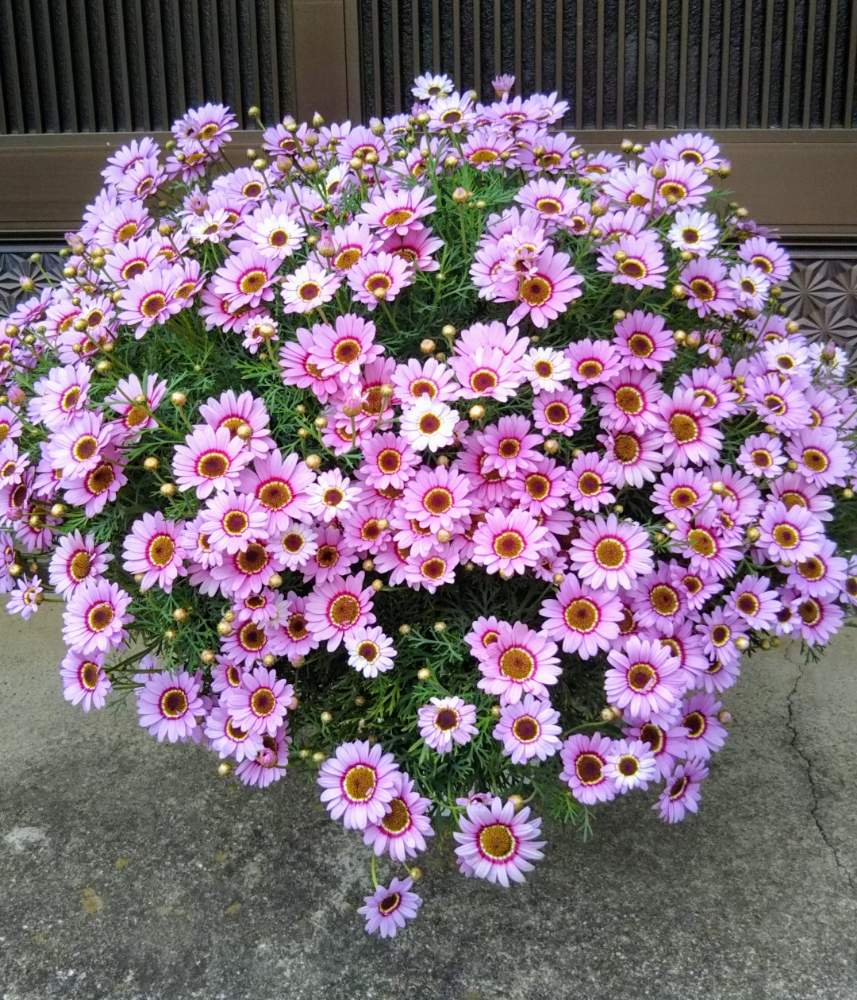 マックスマムの投稿画像 By ひよこさん 玄関と大きな花とありがとう とサントリー フラワーズとピンク ピンクと植物だいすきと大好きと令和最初の植物 お花フォトコンときれいと植中毒とマックスマム と元気もらえると可愛い とうれしい ともりもりと花のある