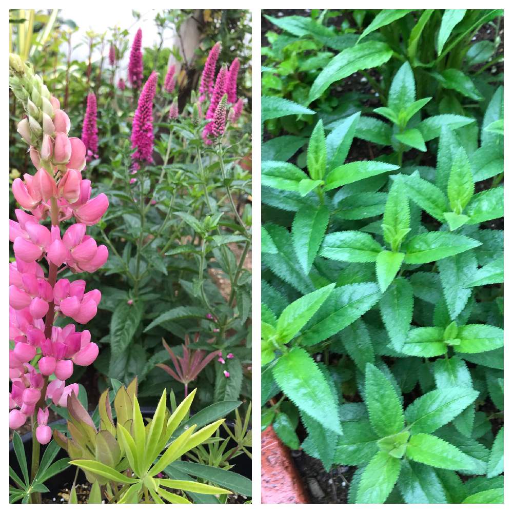 ベロニカの投稿画像 By Toratoraさん Htcと開花中と 大好き と千葉県とhtc社員no 271とネコ好きと植物大好きと Naturalとgsミニモニ と今日のお花と 植えっぱなしとgsミニモニ No 28とバラと夢clubと花のある暮らしと植物愛 19月4月30日 Greensnap グリーン