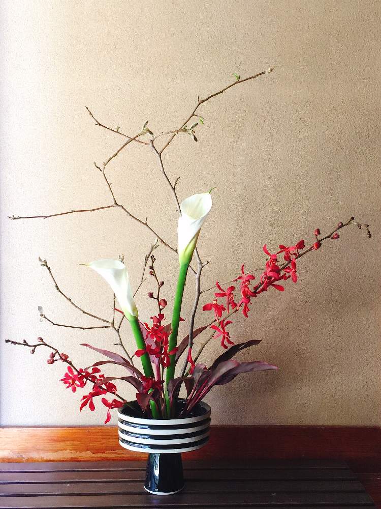 カラーの投稿画像 By ずずさん 赤ドラセナとコブシと生け花といけばなと生け花初心者と花のある暮らし 19月4月30日 Greensnap グリーンスナップ