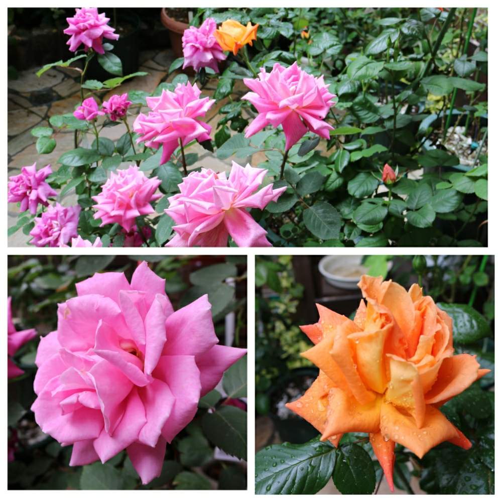 ルイ ドゥ フューネの投稿画像 By のりちゃんさん イントゥリーグとピンクピースとピンクのバラ とgs映えと四季咲きと香りの良いバラとオレンジのバラと花のある暮らしと色あざやか 19月4月30日 Greensnap グリーンスナップ