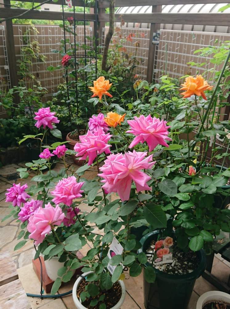 イントゥリーグの投稿画像 By のりちゃんさん ピンクピースとルイ ドゥ フューネと薔薇テラコッタと薔薇テラコッタと赤バラとスマホ撮影とピンクのバラ とgs映えとつるバラと四季咲きと香りの良いバラとオレンジのバラと大輪のぱらと花のある暮らしと色あざやか 19