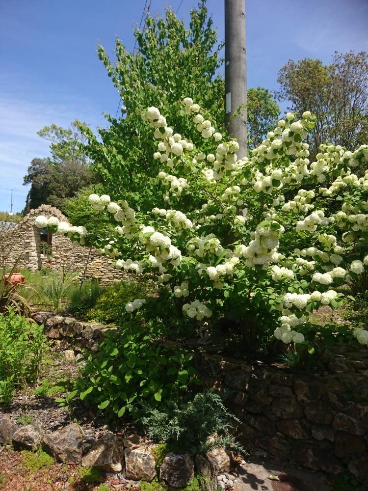 アナベルの投稿画像 By モコさん カツラとオオデマリと白い花とマイガーデンと庭木とコッツウォルズストーンのアーチ 19月4月30日 Greensnap グリーンスナップ