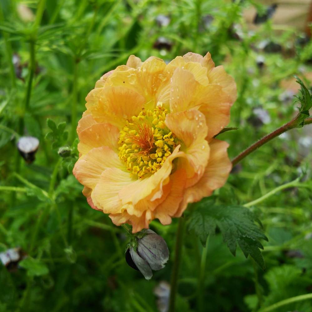 ゲウム マイタイの投稿画像 By くろのわーるんさん ゲウムと花のある暮らしと宿根草 と春のお花 19月4月30日 Greensnap グリーンスナップ