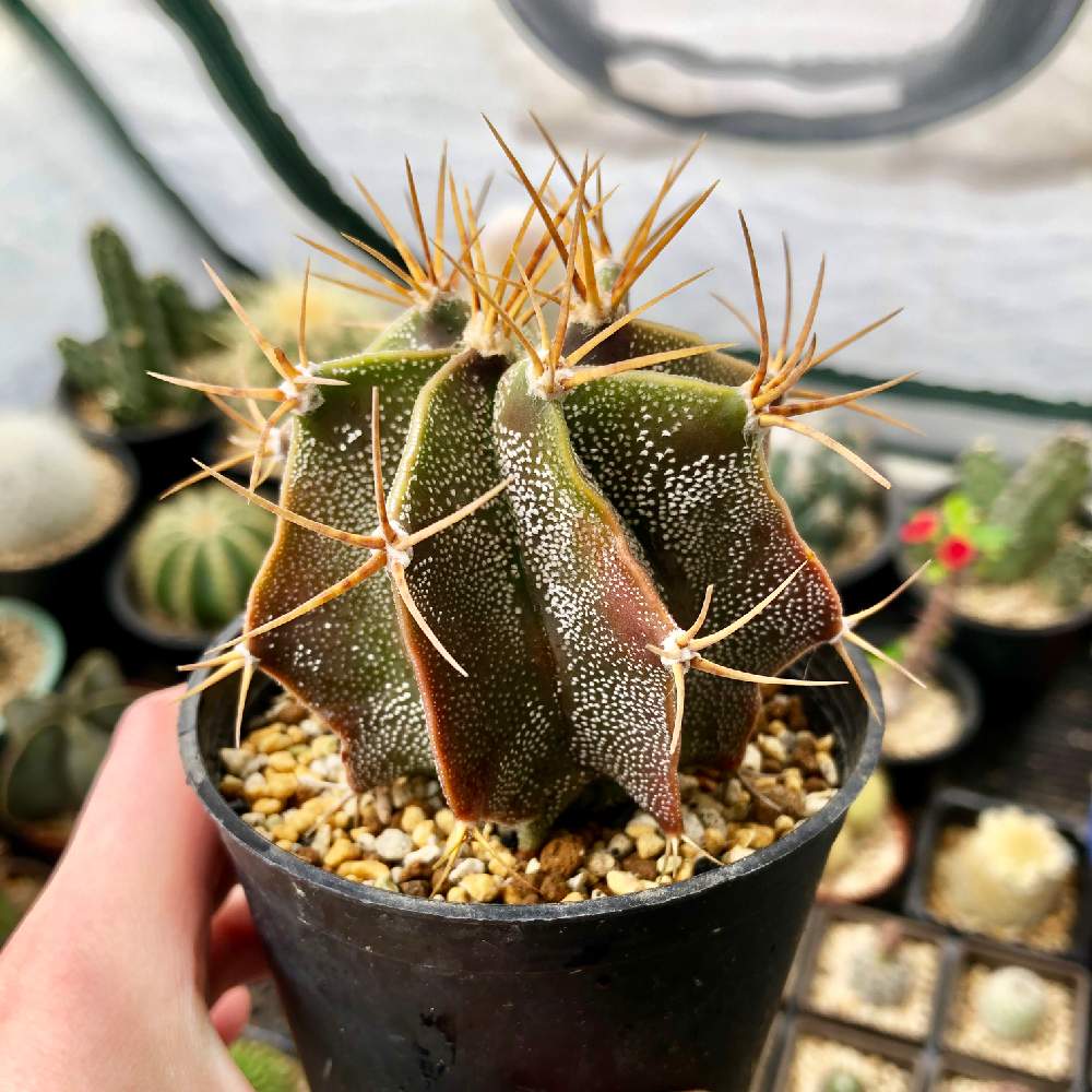 般若の投稿画像 By Cさん 成長記録とサボテン科とアストロフィツム属とアストロフィツム般若 19月4月30日 Greensnap グリーンスナップ