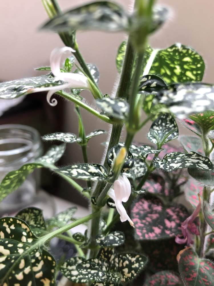 ヒポエステスの投稿画像 By さおさん 小さな花と咲いた とかわいー 19月4月30日 Greensnap グリーンスナップ