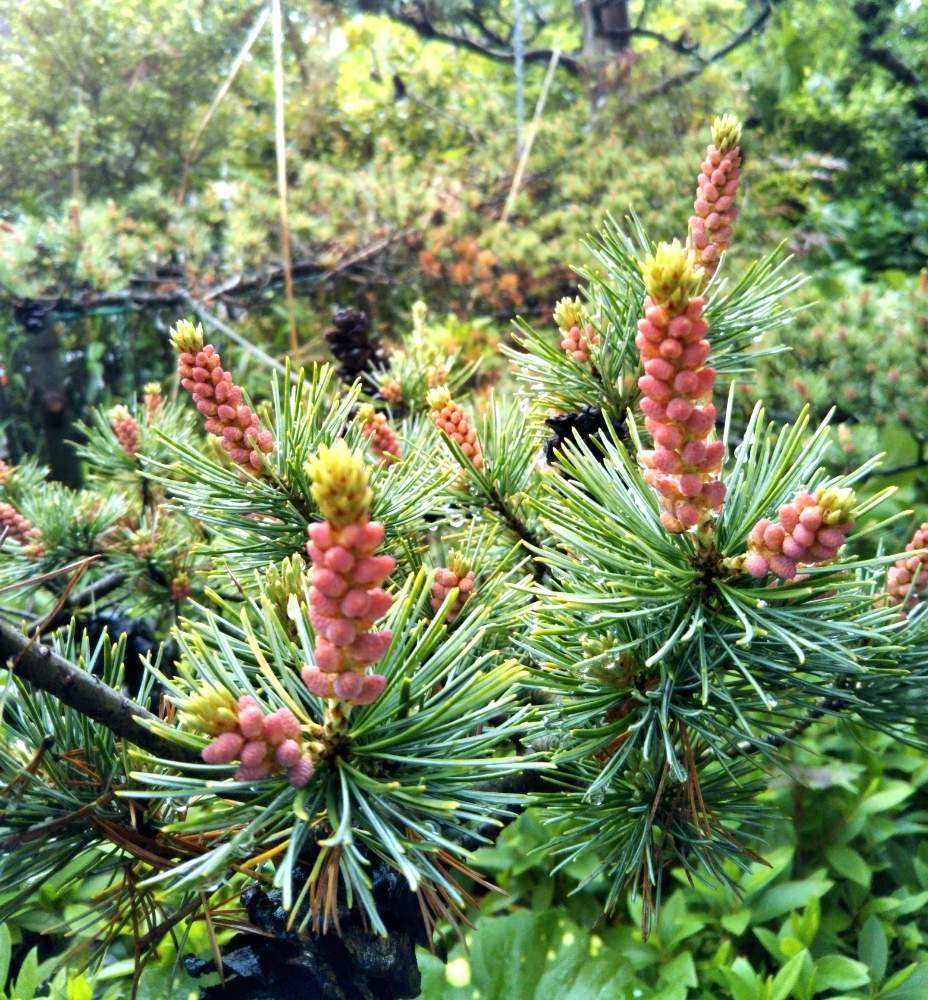 松の花の投稿画像 By Momo さん 松の木と五葉松と雨上がりの一枚と花のある暮らしといやされると緑のある暮らし 19月4月30日 Greensnap グリーンスナップ