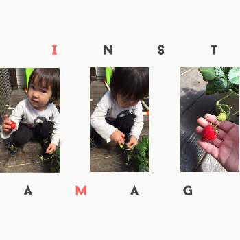 孫ちゃんと植物♥️の画像 by エリザベス✩*.ﾟさん | 小さな庭と苺狩りと孫と一緒に♪と孫ちゃんと孫ちゃんと植物♥️