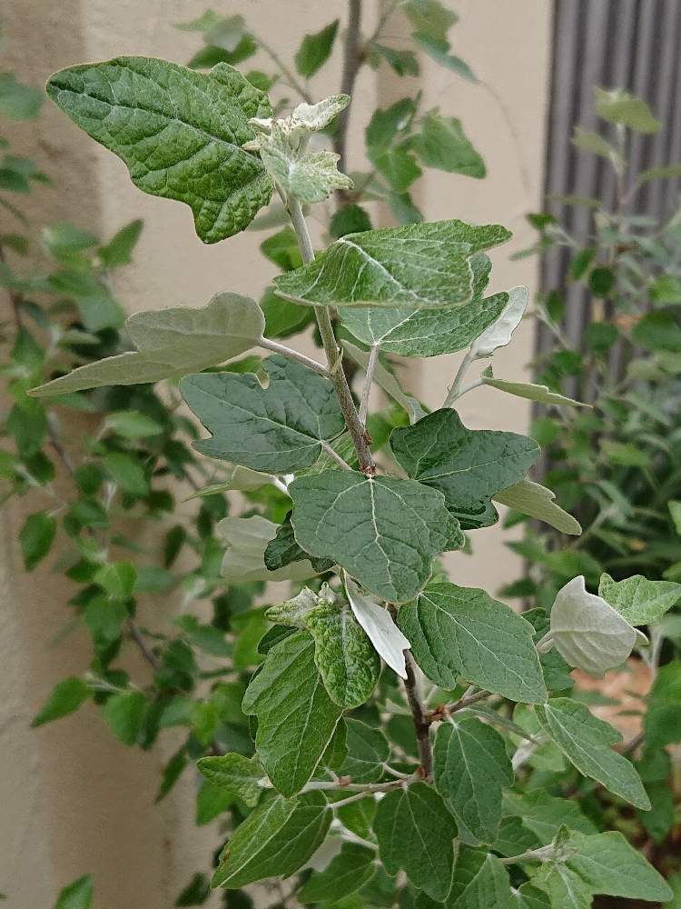 ホワイトポプラの投稿画像 By ミヤっち さん ギンドロとウラジロハコヤナギとpopulus Albaとヤナギ科 19月4月30日 Greensnap グリーンスナップ