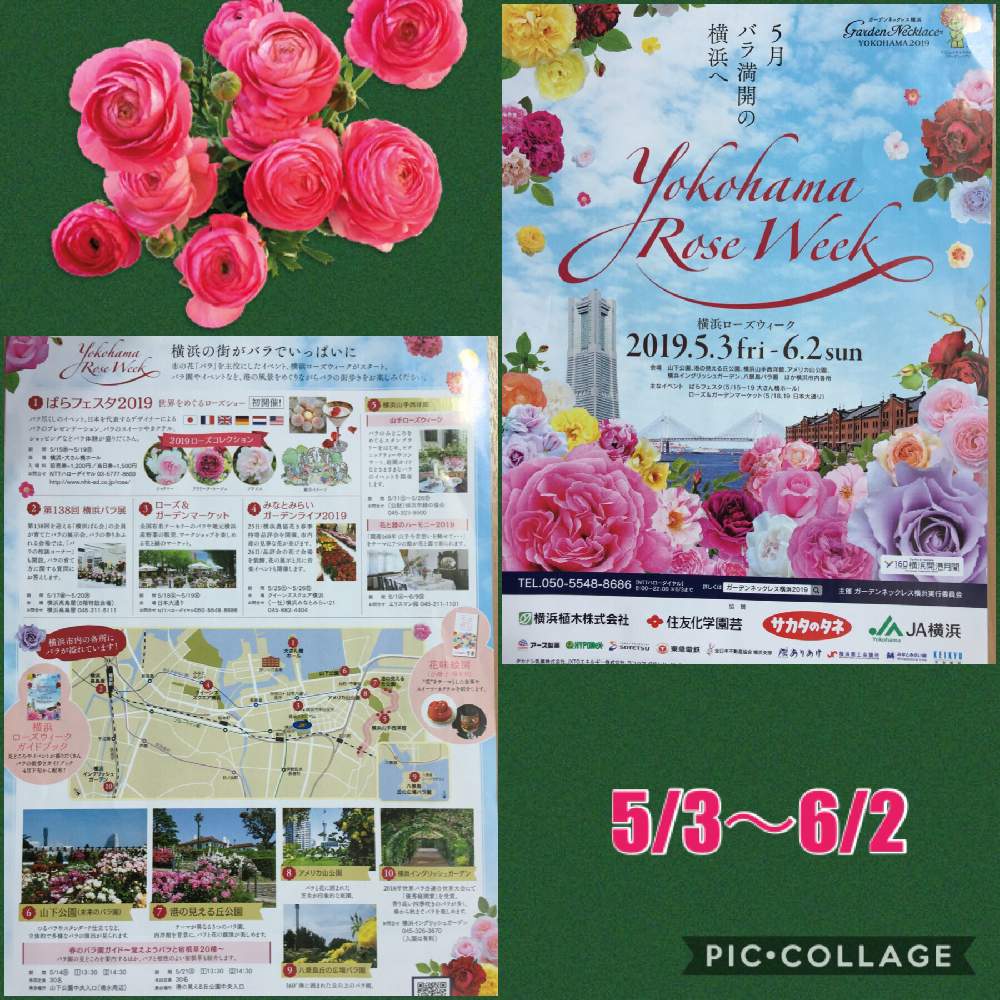 横浜ローズウィークの投稿画像 By どんぐりさん ばら バラ 薔薇とお誘いと花のある暮らしとバラ ミニバラとばらフェスタ 19とみなとみらいとガーデンネックレス横浜19と横浜と山下公園と日本大通りと山手西洋館 19月4月30日 Greensnap グリーンスナップ