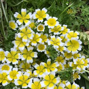 リムナンテス ダグラシーの投稿画像一覧 Greensnap グリーンスナップ