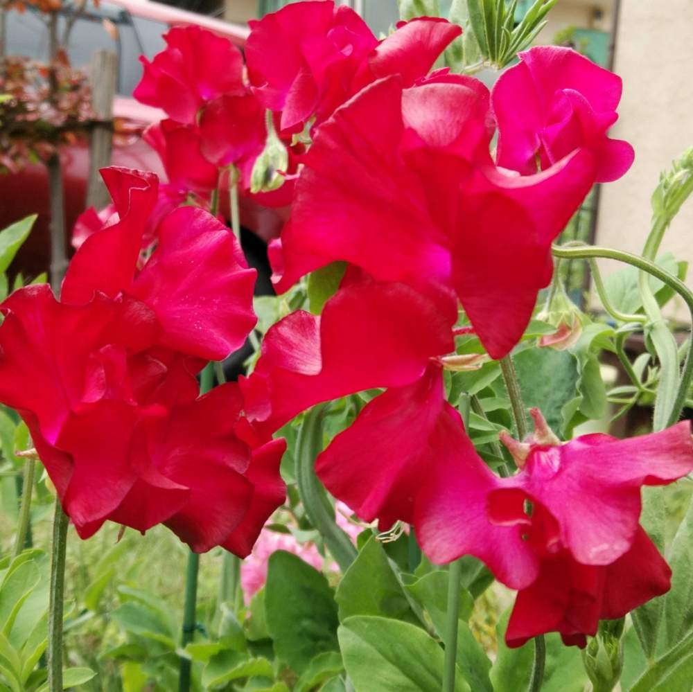 スイートピーの投稿画像 By リュウさん 小さな庭と赤いスイートピーと赤いスイートピー 19月4月30日 Greensnap グリーンスナップ Greensnap グリーンスナップ