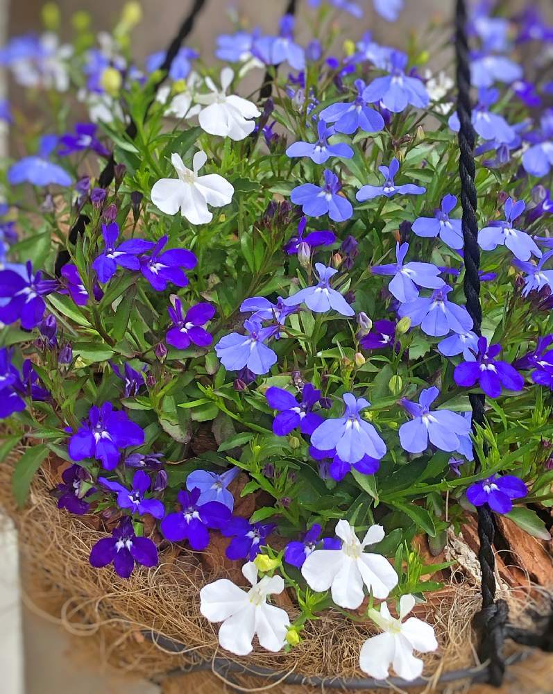 ロベリア スカイティアラ ライトブルー の投稿画像 By ジェイルンさん ハルディンとロベリア とブルーの花と花のある暮らし 19月4月30日 Greensnap グリーンスナップ