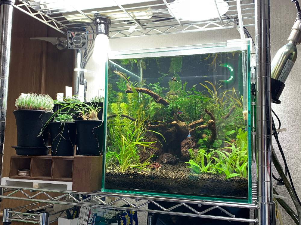 植物のある暮らしの投稿画像 By しゅんさん ネイチャーアクアリウムと熱帯魚と水草とレイアウト水槽とアクアリウム 19月4月30日 Greensnap グリーンスナップ