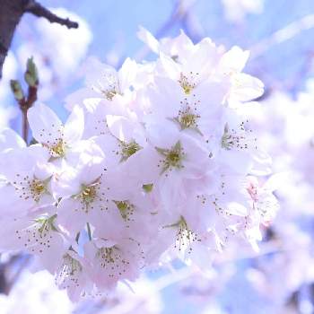 平成最後の日の画像 by ranranさん | お出かけ先とさくら サクラ 桜と美しいとお花見と綺麗と平成最後の日とお散歩と晴天