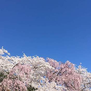 平成最後のの画像 by Chamkoさん | お出かけ先と癒しと『2019桜』フォトコンテストと平成最後のとお花見と桜咲く
