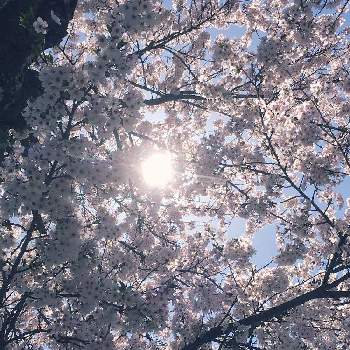 平成最後のの画像 by Chamkoさん | お出かけ先と『2019桜』フォトコンテストとGS映えと平成最後のとお花見と桜咲く