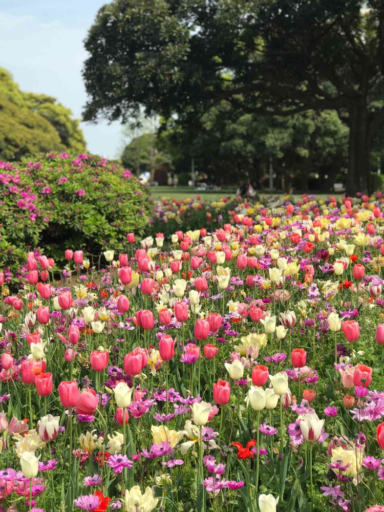 marikaさんの山下公園への投稿