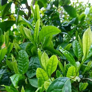 平成最後のの画像 by マロマロさん | 畑と新茶作ろうかな…。とお茶の木*と平成最後のと花のある暮らし