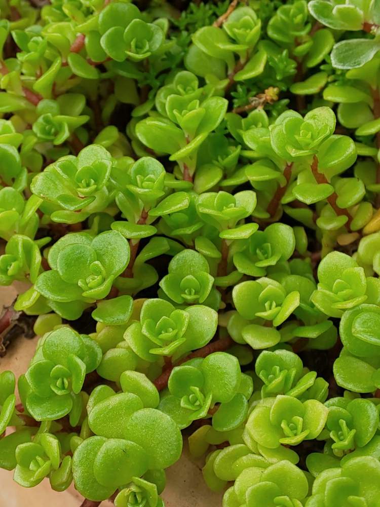 キナル別注 丸葉万年草 斑入り セダム 多肉植物 サボテン 観葉植物