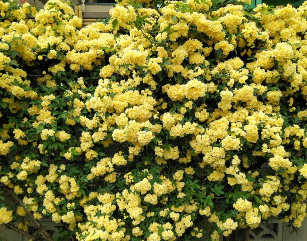 モッコウバラの投稿画像 By リュウさん 黄モッコウバラと幸せの黄色い花と黄色の花と黄色い花 19月5月1日 Greensnap グリーンスナップ