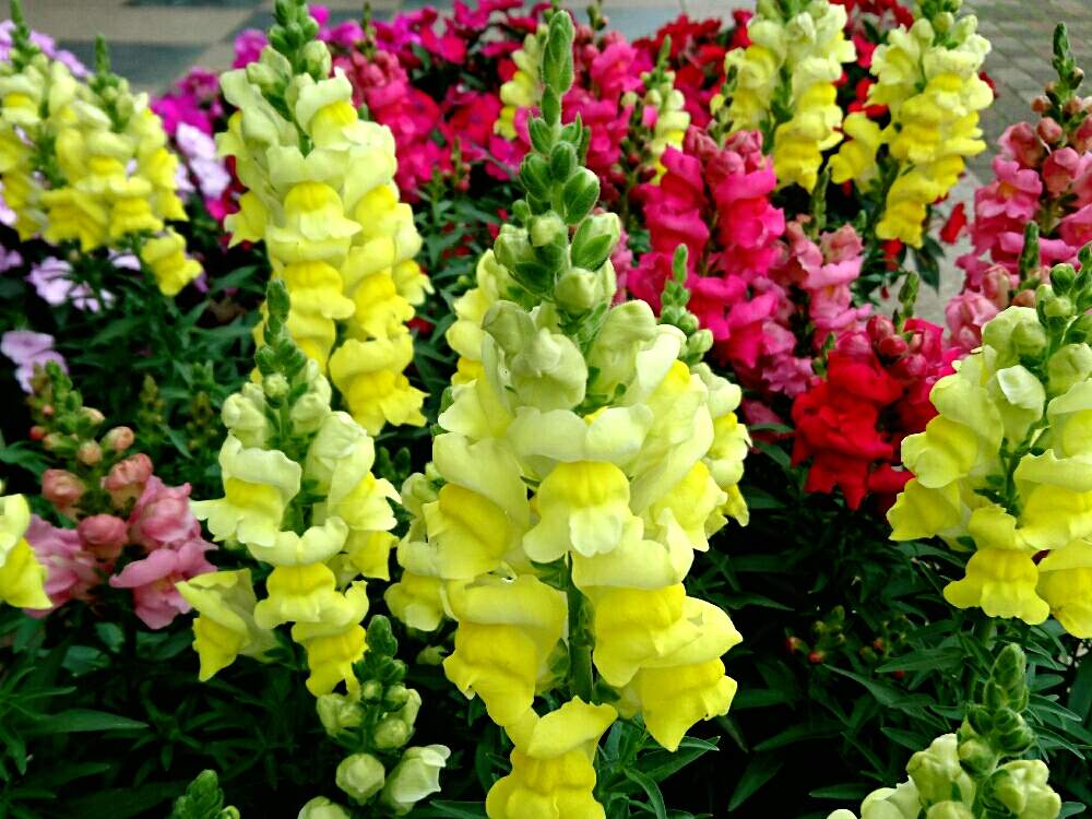 花のある暮らしの投稿画像 By Misaoiさん 県立相模原公園 19月5月1日 Greensnap グリーンスナップ