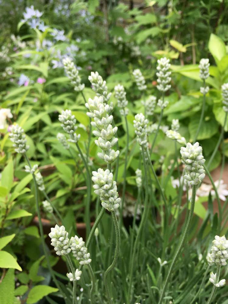 ラベンダーの投稿画像 By えむさん ラベンダーアロマンスと令和最初の植物と癒しと綺麗とハーブと花のある暮らしと白い花 19月5月1日 Greensnap グリーンスナップ