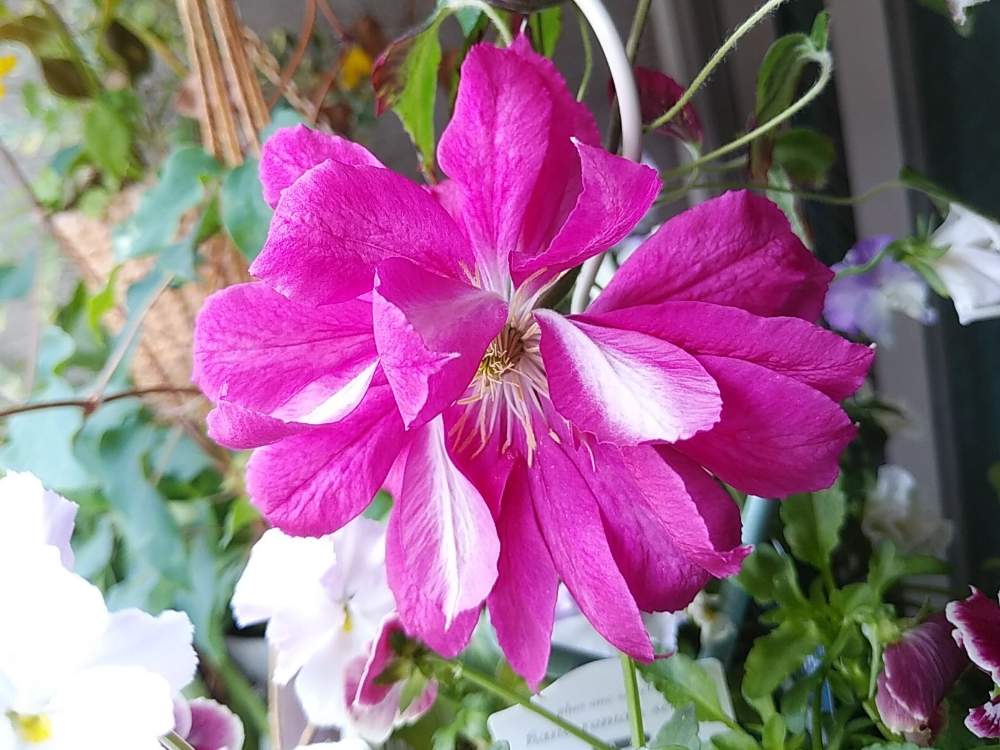 クレマチスの投稿画像 By 96さん クレマチス レッドスターとクレマチス とレッド系と毎年咲くとクレマチス 鉢植えとかわいいな とクレマチス レッドスター と咲いた 19月5月1日 Greensnap グリーンスナップ