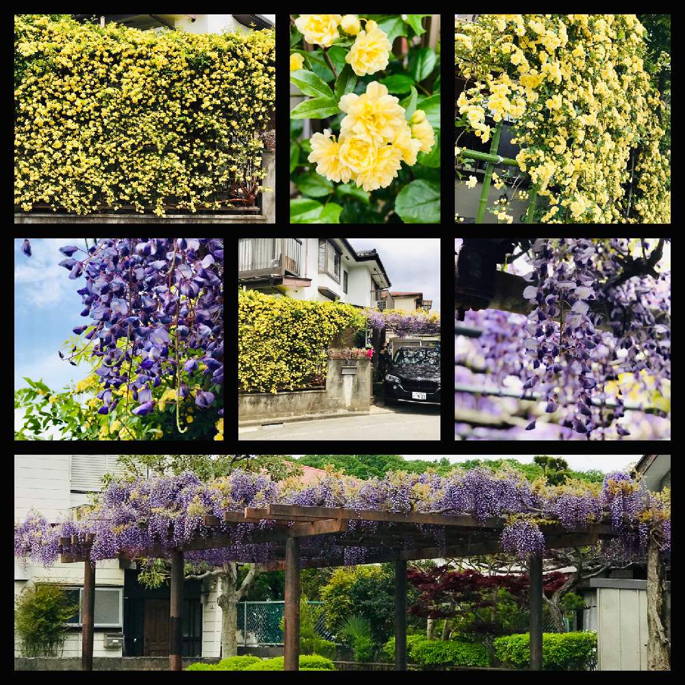 春のお花の投稿画像 by ToraWataさん｜黄モッコウバラ♥とモッコウバラ♪と2019・亥年とフェンスのモッコウ