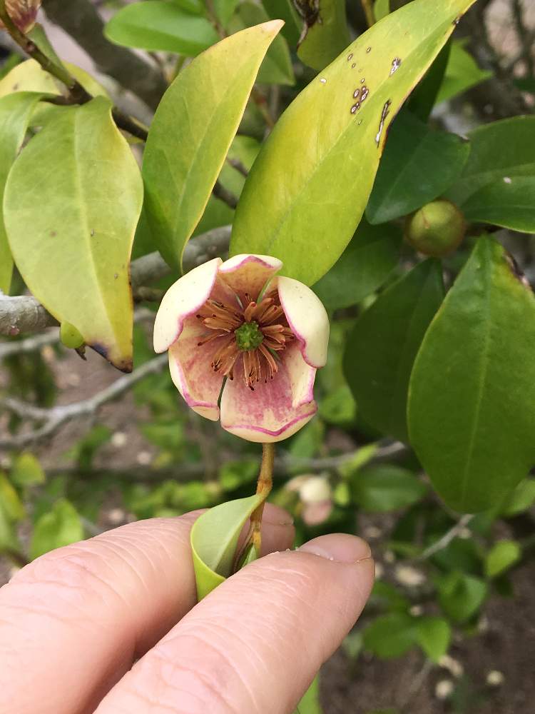 カラタネオガタマの投稿画像 By つがみさん 19月5月1日 Greensnap グリーンスナップ