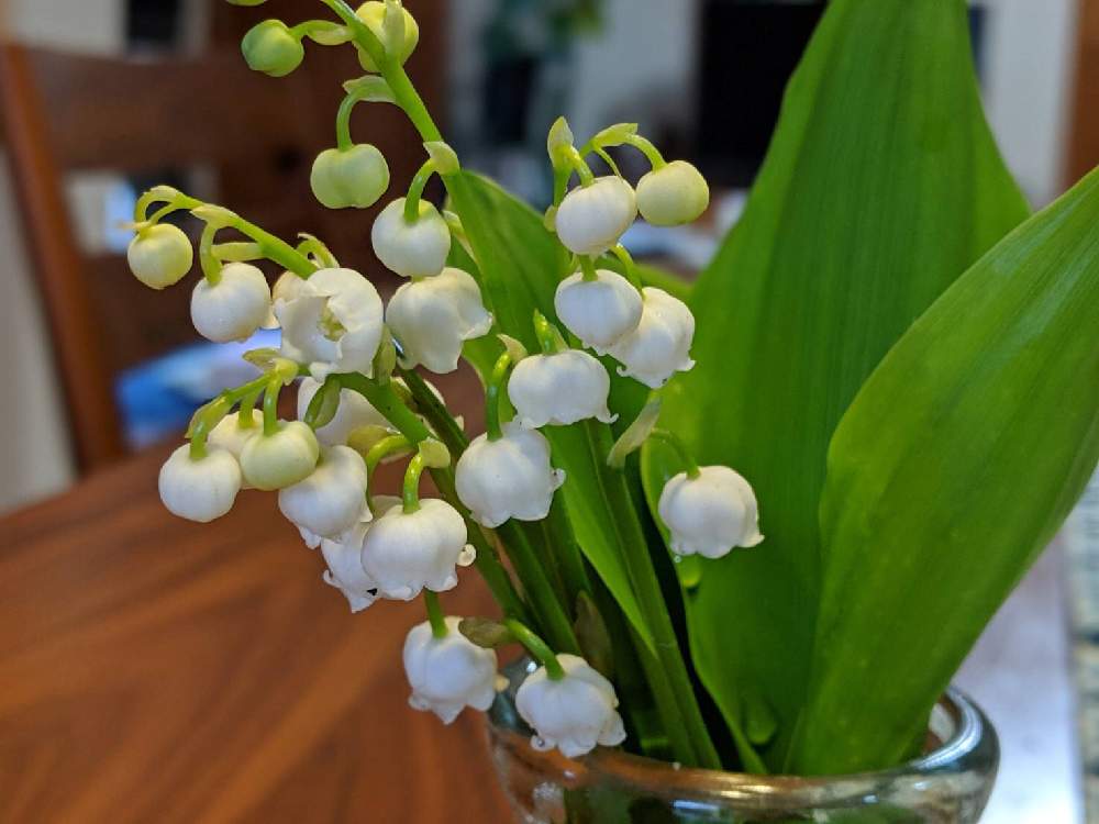スズランの投稿画像 By 和さん 令和最初の植物と令和最初の植物 お花フォトコンと植えっぱなしとスズランの花とすずらん とスズランの日と花のある暮らしとかわいいと白い花と咲いた 19月5月1日 Greensnap グリーンスナップ