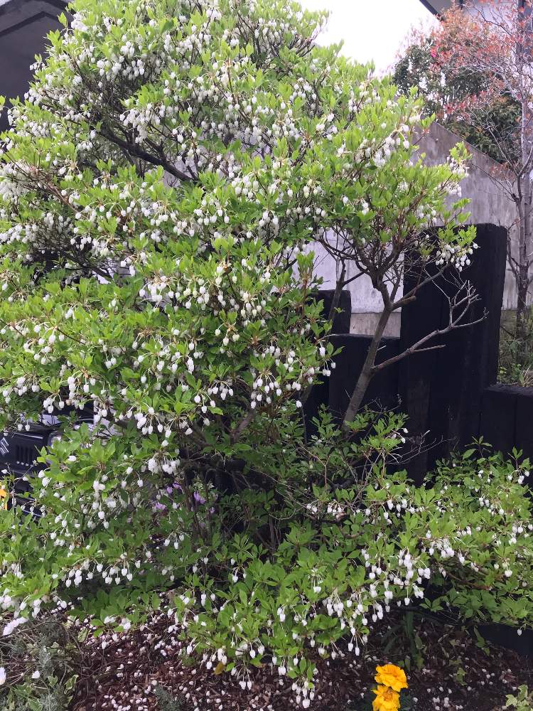 ドウダンツツジの投稿画像 By ぴちぴちぴーちさん 花木と春の庭と花のある暮らしと白い花と落葉低木 19月5月 1日 Greensnap グリーンスナップ