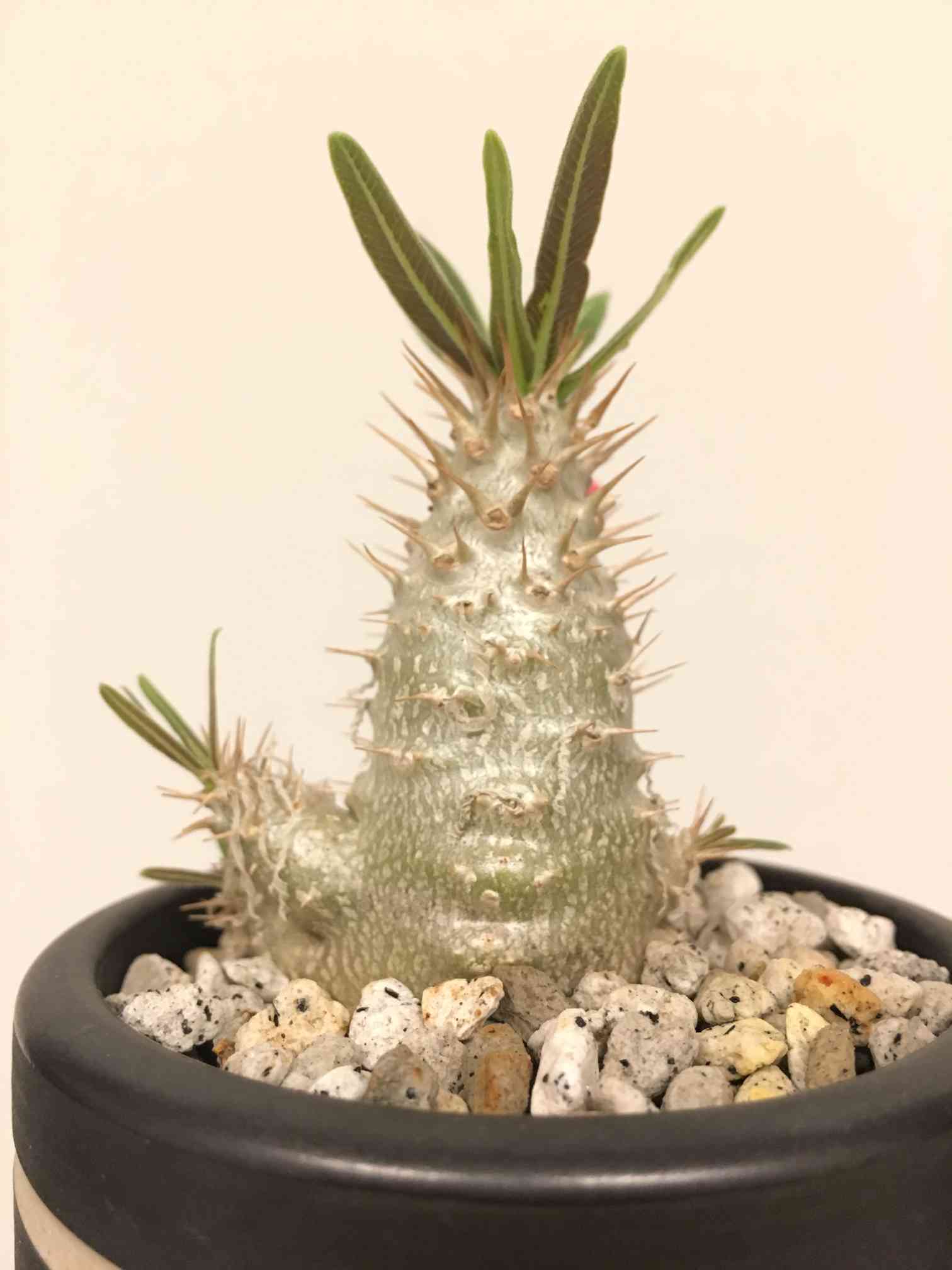 パキポディウム 【グラキリス】実生記録｜🍀GreenSnap（グリーンスナップ）