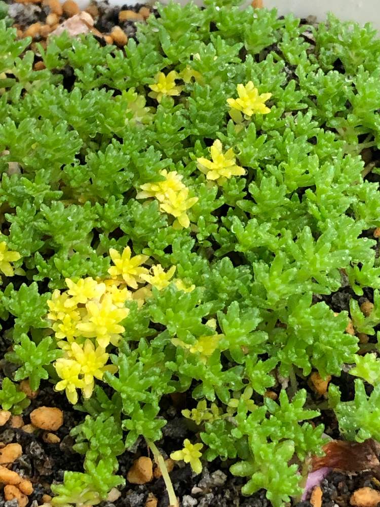 セダムの投稿画像 By レイジュさん 黄金細葉万年草とモリムラマンネングサと多肉植物と初心者と多肉女子とタニラーと成長記録と多肉初心者 19月5月1日 Greensnap グリーンスナップ