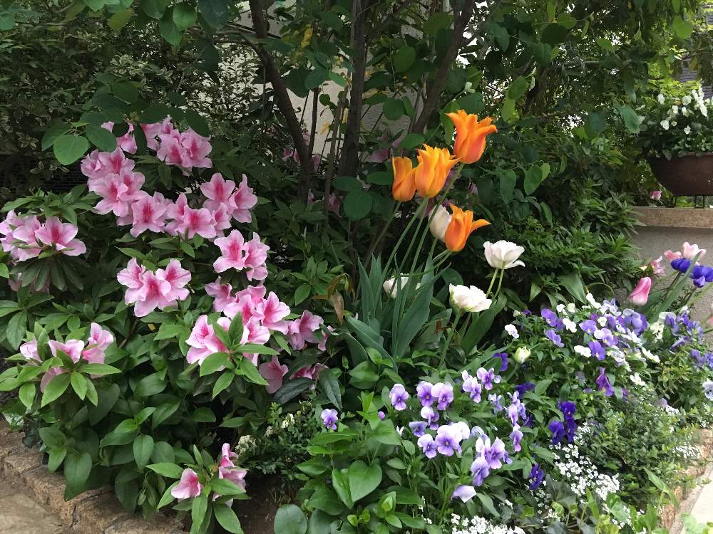 第2花壇の投稿画像 By Masakoさん ビオラ パンジーと チューリップとスイートアリッサム 白と ツツジとエクステリアと第2花壇とビオラ パンジーと チューリップとスイートアリッサム 白と ツツジ 19月5月1日 Greensnap グリーンスナップ Greensnap